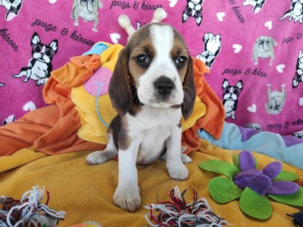 Mini Beagle