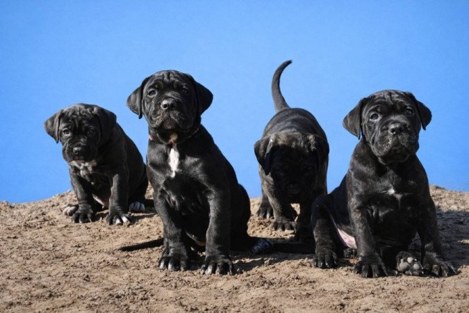Cane Corso