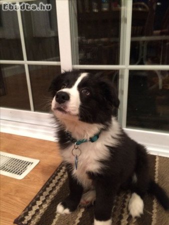 Border collie puppies