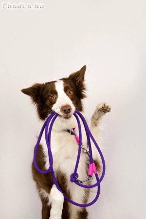Border collie puppies