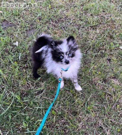 Border collie puppies