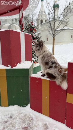 Border collie puppies