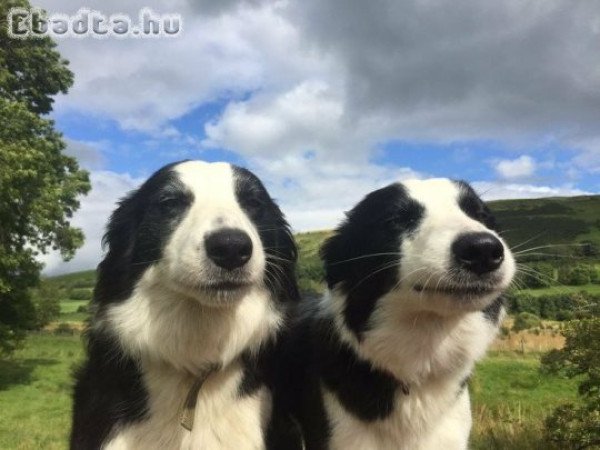 Border collie puppies