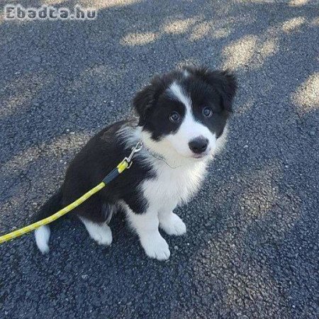 Border collie puppies