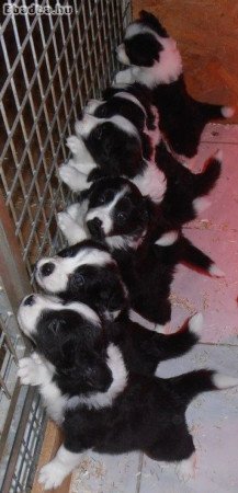 Border collie puppies