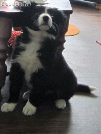 Border collie puppies