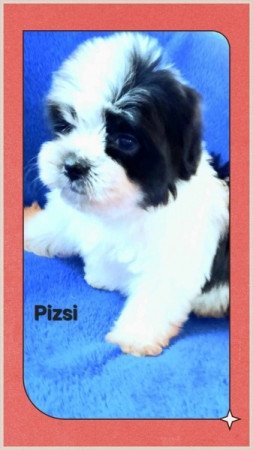 Bichon havanese