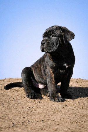 Cane Corso