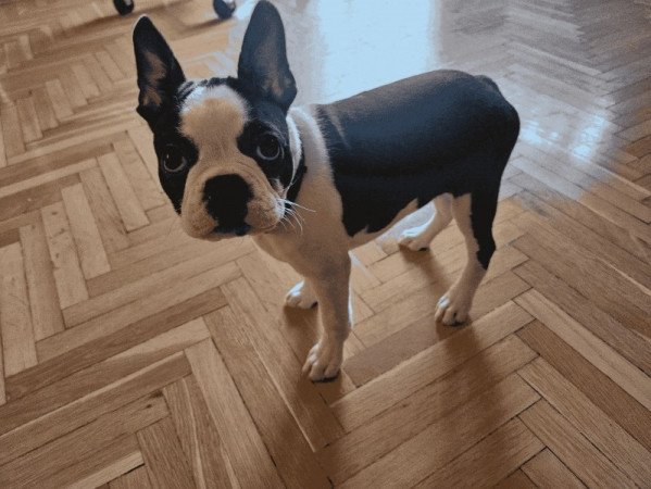 Boston Terrier