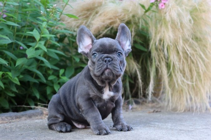 Francia bulldog