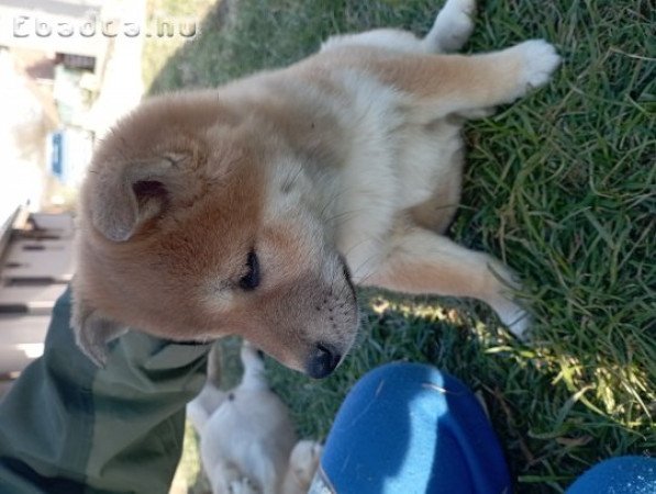 Shiba Inu kislány