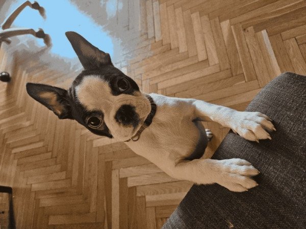 Boston Terrier
