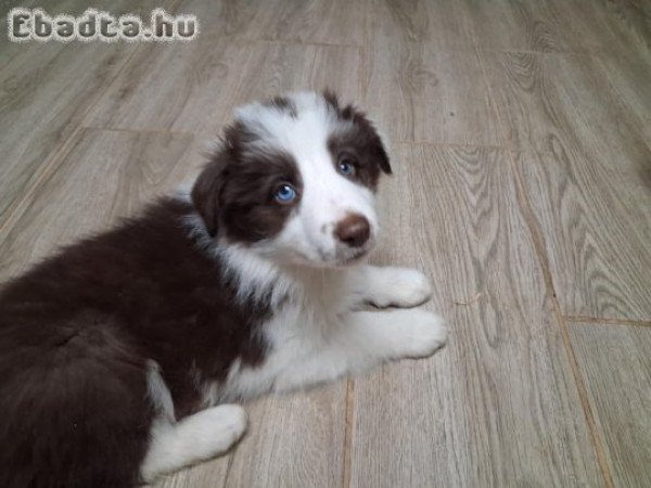 eladó Border Collie
