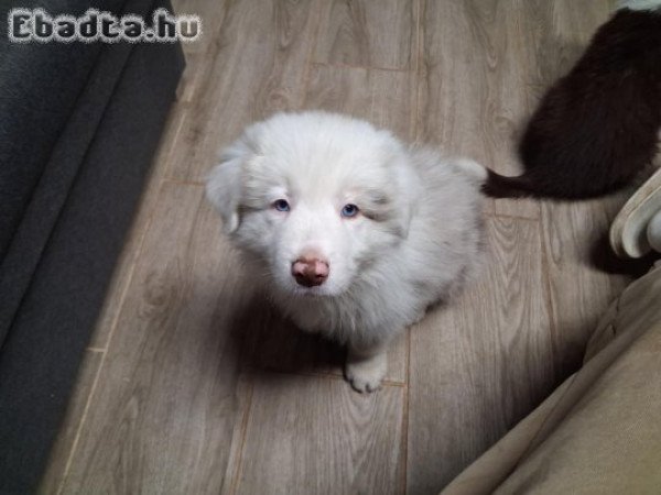 eladó Border Collie