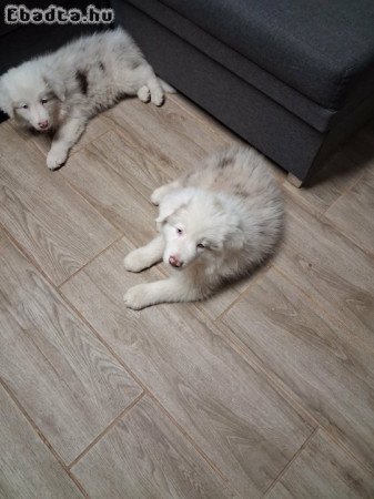 eladó Border Collie