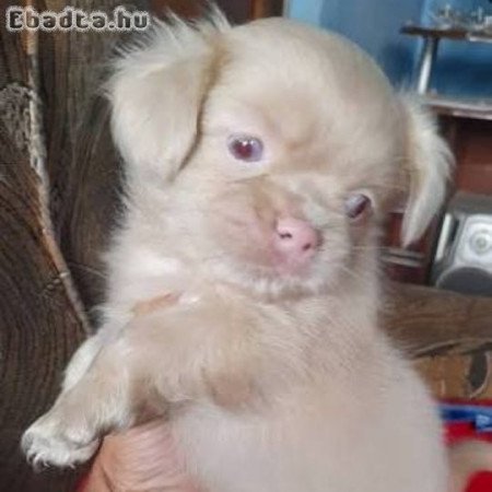 Pekingi palotapincsi kiskutyák