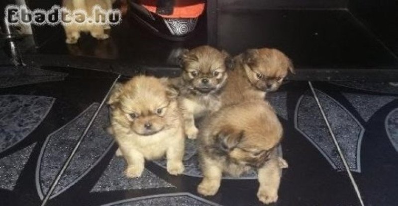 Pekingi palotapincsi kiskutyák