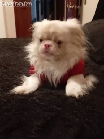 Pekingi palotapincsi kiskutyák