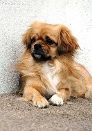 Pekingi palotapincsi kiskutyák