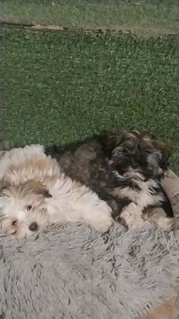 Bichon Havanese