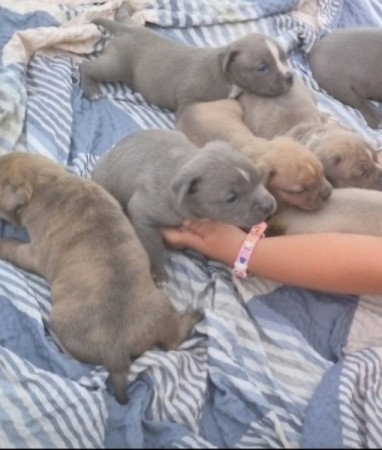 Staffordshire terrier