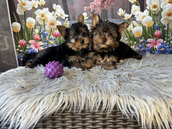 Yorkshire terrier
