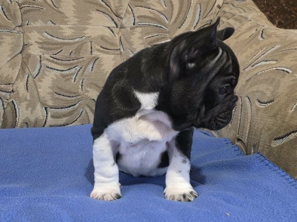 Francia bulldog