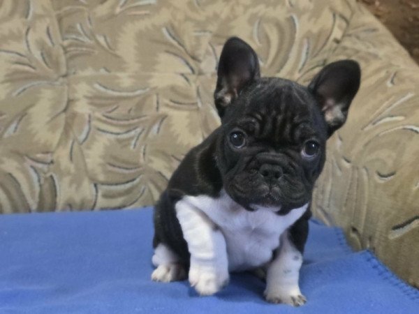 Francia bulldog
