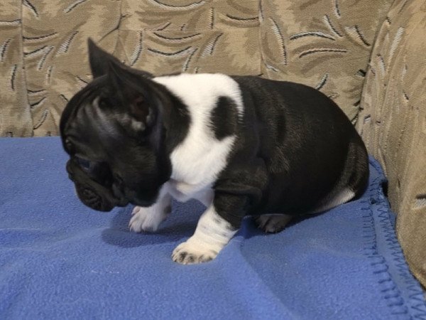 Francia bulldog