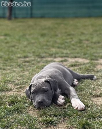 ABKC American Bully XL kék színű fiúk!