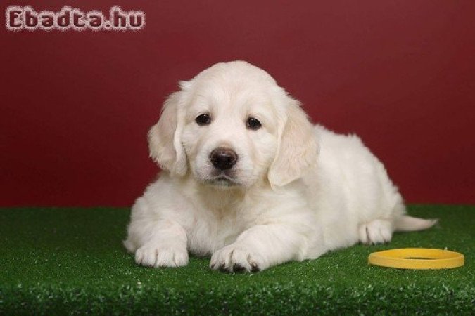 Golden retriever puppy