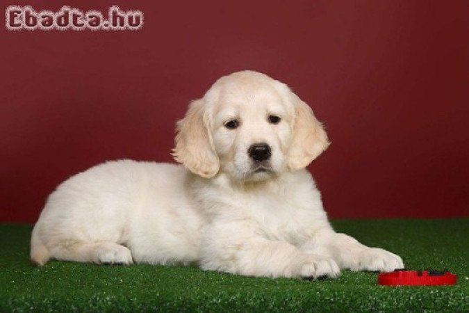 Golden retriever puppy