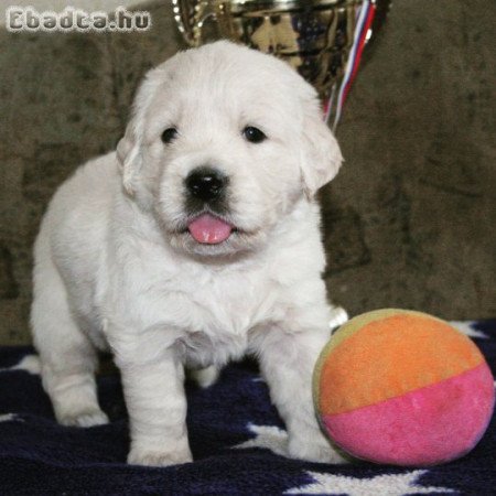 Golden retriever puppy
