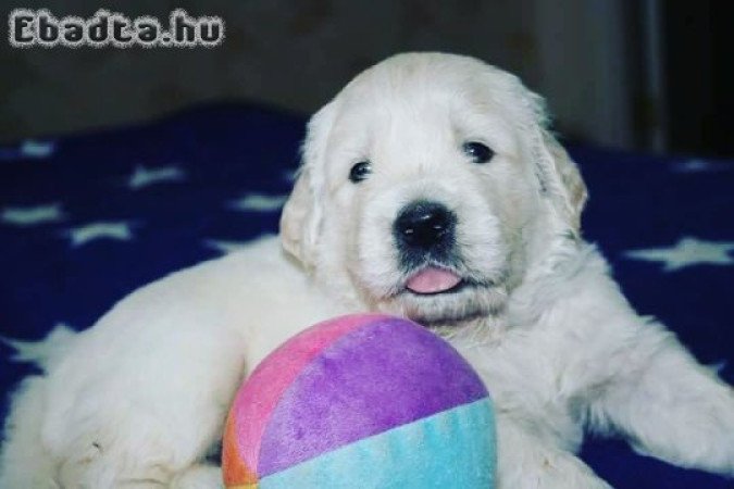 Golden retriever puppy