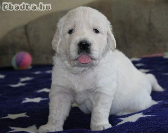 Golden retriever puppy