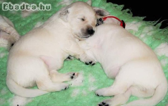 Golden retriever puppy