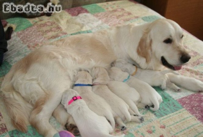 Golden retriever puppy