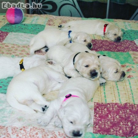 Golden retriever puppy