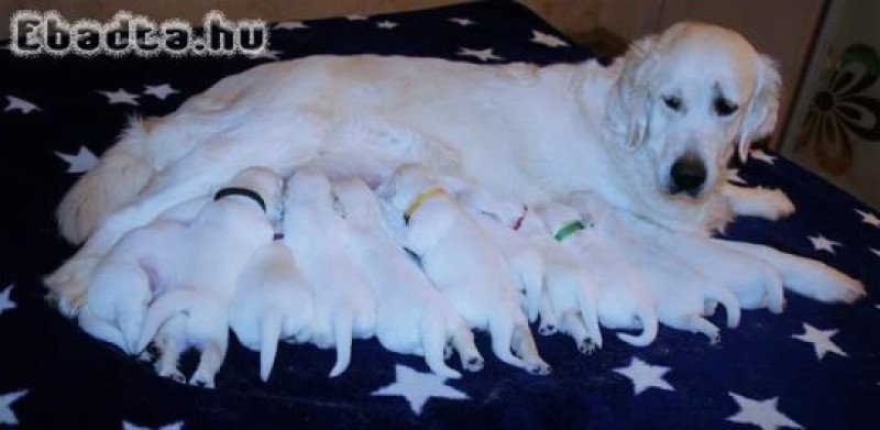 Golden retriever puppy