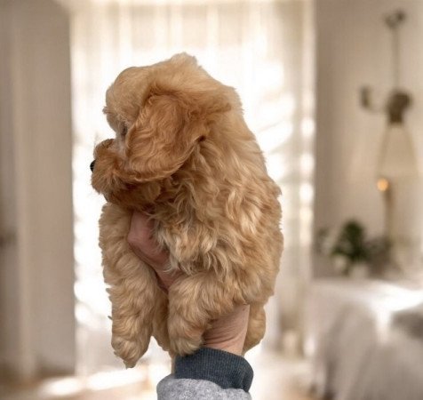 Maltipoo maltai selyem es torpe uszkar