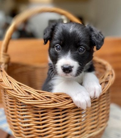 Border collie