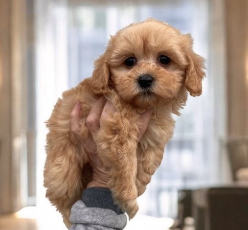 Maltipoo maltai selyem es torpe uszkar