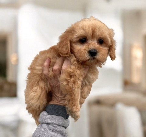 Maltipoo maltai selyem es torpe uszkar