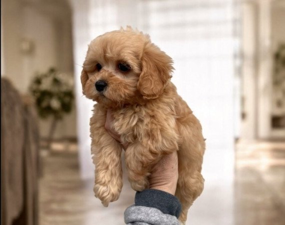 Maltipoo maltai selyem es torpe uszkar