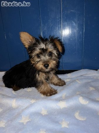 Yorkshire Terrier bébik