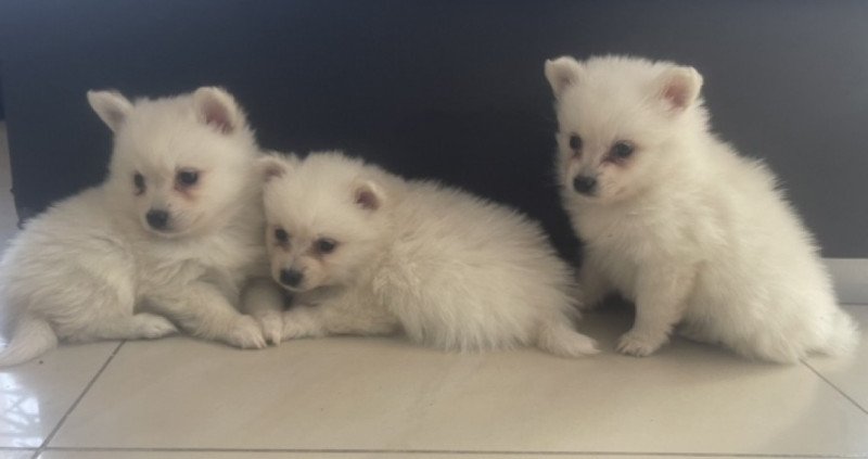 Pomerániai Törpe Spitz