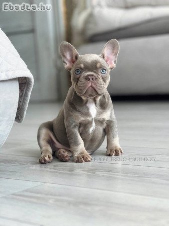 French bulldog
