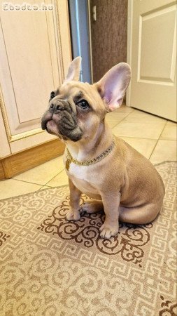 French bulldog