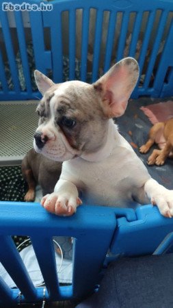 French bulldog