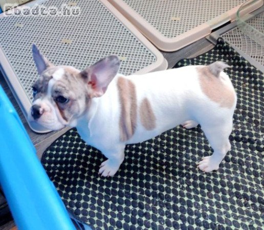French bulldog